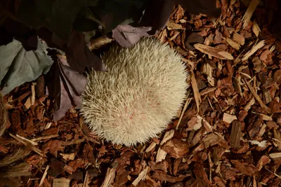 DSC_2319 (Large).JPG